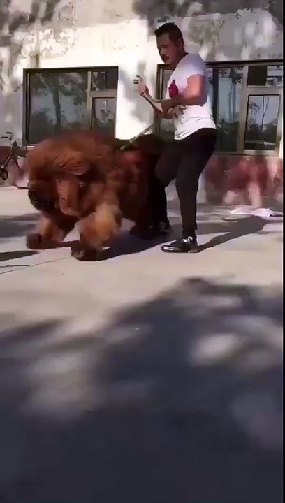 biggest dog ever funny videos