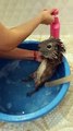 Guinea pig taking a bath