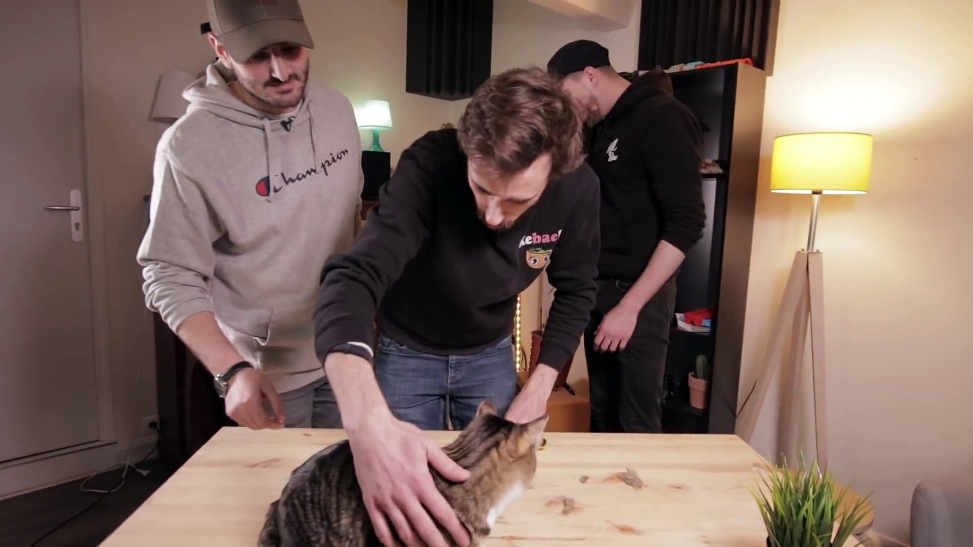Insolite Combien Y A T Il De Poils Sur Un Chat Video Dailymotion
