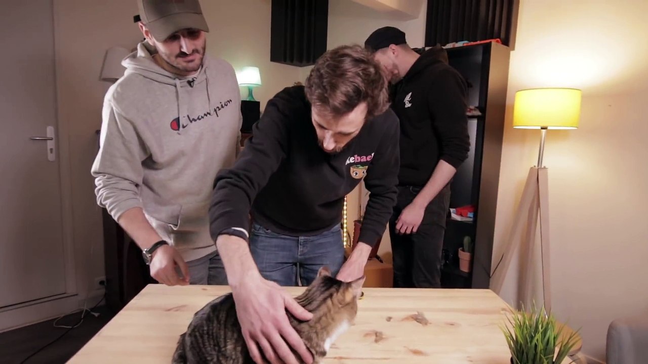 [Insolite] Combien y a-t-il de poils sur un chat ?