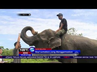 Intan, Bayi Gajah Sumatera yang Menggemaskan - NET 5