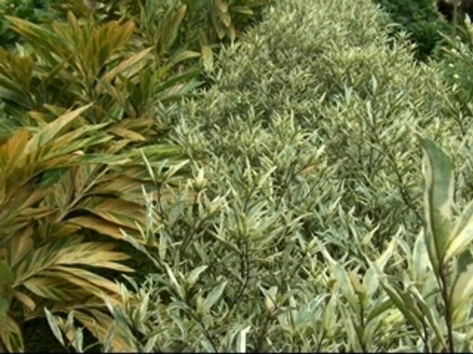 Karaïbes 972 -Fleurs de Madinina -