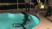 Gator Captured After Doing Pool Laps at Sarasota County Home