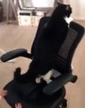 Toddler Giving The House Cat A Ride On Chair