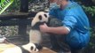 Adorable Panda Really Enjoys Cuddle Time With Its Keeper
