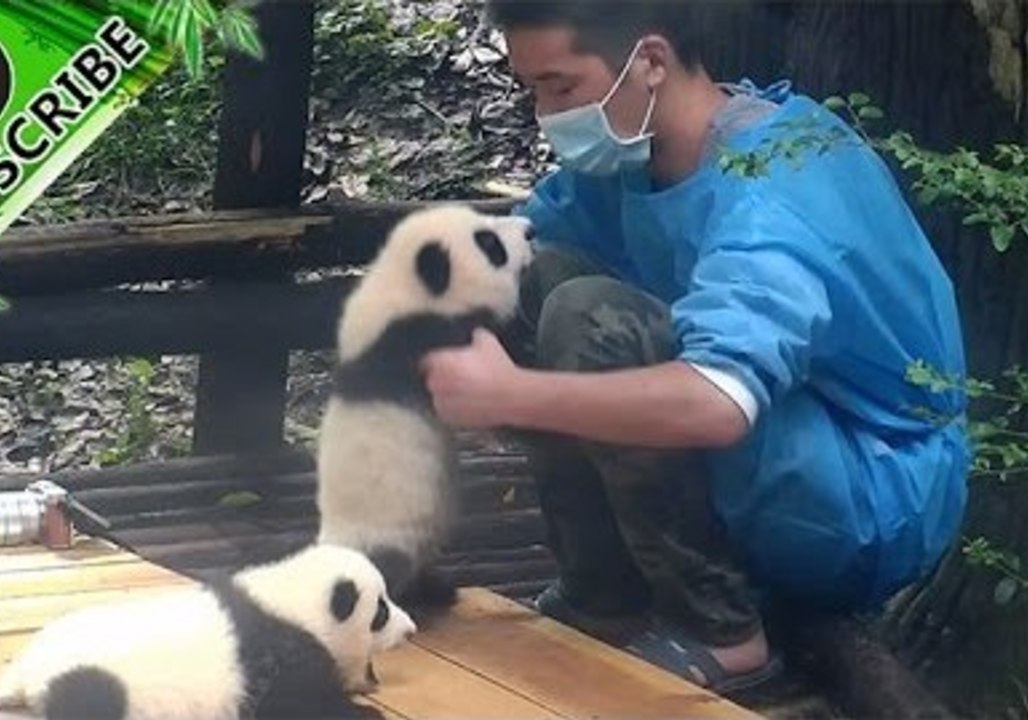 Adorable Panda Really Enjoys Cuddle Time With Its Keeper