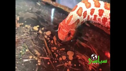 Have you ever seen a snake drinking water?