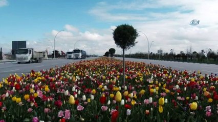 Konya'da 'Lale Mevsimi' Başladı