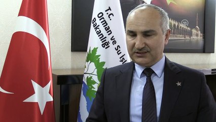 'Urfa'nın ceylanları' Mardin ve Şırnak'ın dağlarını şenlendirecek - ŞANLIURFA