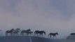 Motorist Slows to Watch Band of Wild Horses Cross Casa Blanca Road