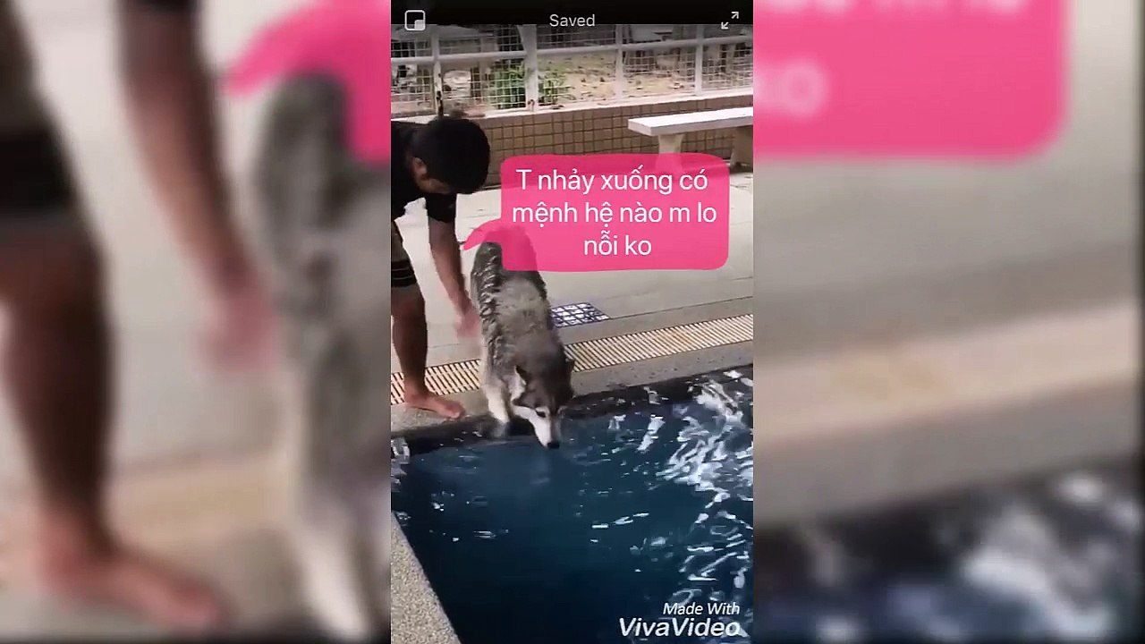 cho boi