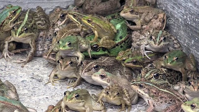 Girişimciler için kurbağa yetiştiriyorlar - MERSİN