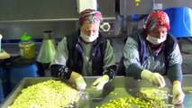 Zeytinyağı ihracatı rekora koşuyor - BALIKESİR