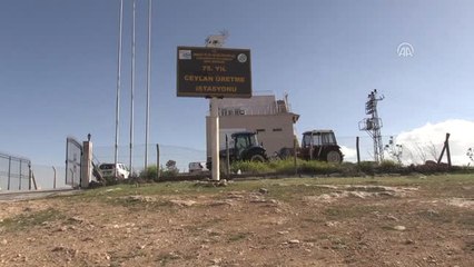 Urfa'nın Ceylanları" Mardin ve Şırnak'ın Dağlarını Şenlendirecek - Şanlıurfa