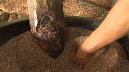 هذا الصباح-إنتاج زيت السمسم في بلخ الأفغانية