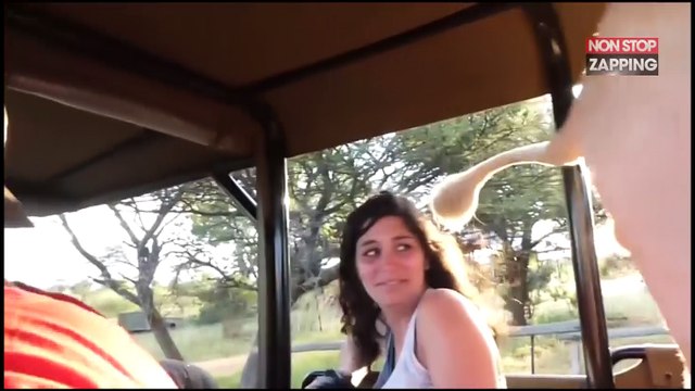Afrique du Sud : un lion s'infiltre dans un véhicule de safari (vidéo)