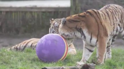 Découvrez la chasse aux oeufs la plus adorable que vous n'ayez vu !