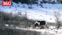 Kali rrethohet nga 6 ujqër në Itali, veprimi i tij i lë pa fjalë italianët (360video)