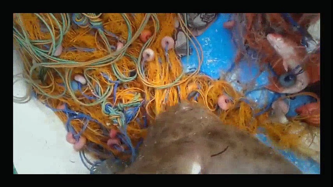 Balık değil, başka bir tür yaratık.!!! | Kalkan kardeşler jigging videoları