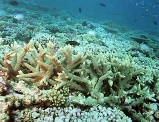 David Attenborough - Élő Bolygó - 11 - Nyilt Tenger