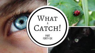 What a Catch! Part 46 (A Miraculous Ladybug Fanfiction)