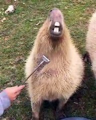 Download Video: Un Capybara qui aime bien se faire gratter le ventre !