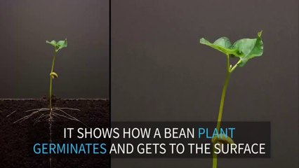 Bean germination in spectacular time lapse