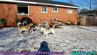 A NEW HUSKY PUPPY in the House?