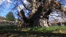 Какие самые старые деревья на планете? Деревья долгожители - Топ 5 - Самые старые деревья в мире
