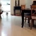 Dog totally misses... don't laugh