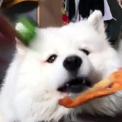 วิธีหลอก เด็ก(หมา)กินผัก