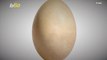 Rare Egg 100 Times Larger Than a Chicken Egg Sells At Auction For Over $42,000