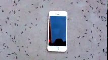 Kad iPhone krene ovako da zvoni, mravi oko njega počeće jako čudno da reaguju