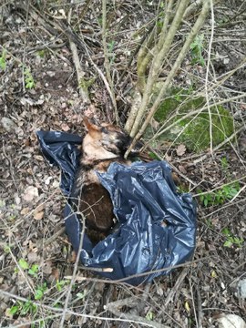 Une association mène l'enquête après la mort de quatre chiens