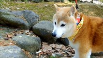 柴犬ひかり（15才）子犬ちゃんにガウのお誘い　Shiba Inu playing while barking