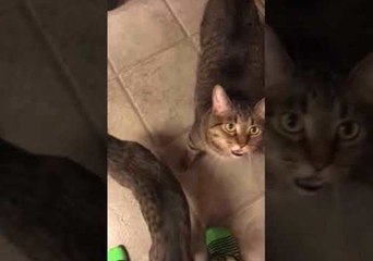 Talking Cat Seems to Say 'I Love You' to Owner