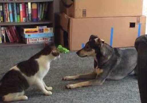 Cat and Dog Fight in Battle of the Century