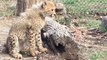 4-Month-Old Cheetah Cubs Start to Explore Their Outdoor Habitat at Saint Louis Zoo