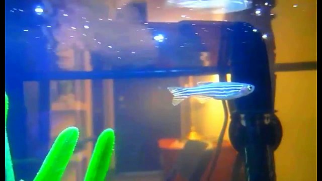 Everything about Danio Fish - [Types-Caring-Breeding-Feeding]