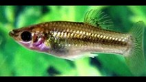 Everything about Molly Fish - [Types-Caring-Breeding-Feeding]