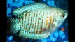 Everything about Gourami Fish - [Types-Caring-Breeding-Feeding]