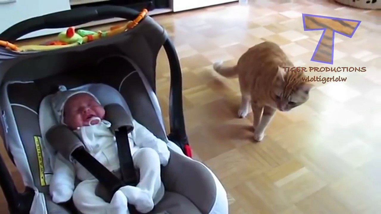 Cats and dogs meeting babies for the first time Cute animal compilation