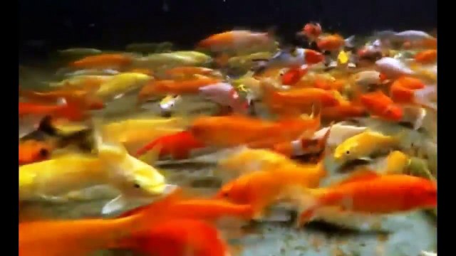 Everything about Koi Fish - [Caring-Breeding-Feeding]