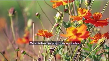 Les oiseaux disparaissent