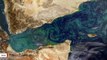 Viewed From Space, Bloom In Arabian Sea Looks Like An Abstract Painting