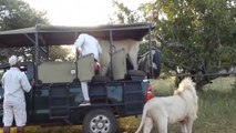 Un lion s'incruste dans un minibus de touristes et sème la panique