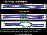 Enzymes and Proteins involved in DNA replication and their functions