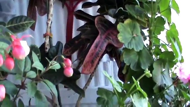 Комнатные цветы моей мамы. Правила ухода за ними.