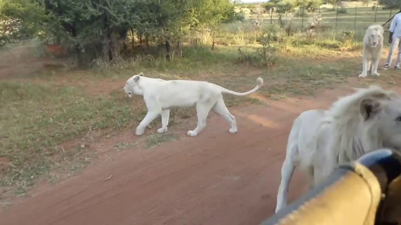 Un lion blanc réussit à grimper dans un minibus de touristes ! Effrayant
