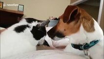 Annoyed cat lets dog know it’s time to stop licking her ear
